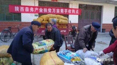 陜西森弗公司收購大量菊芋促進商洛產(chǎn)業(yè)精準扶貧